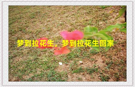 梦到拉花生，梦到拉花生回家