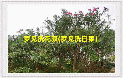 梦见洗花菽(梦见洗白菜)