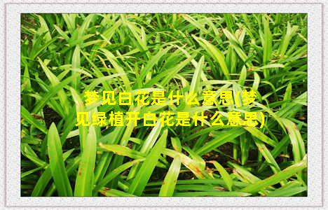 梦见白花是什么意思(梦见绿植开白花是什么意思)