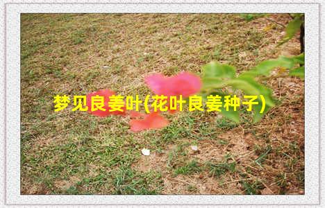 梦见良姜叶(花叶良姜种子)