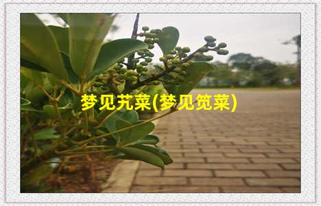 梦见艽菜(梦见笕菜)