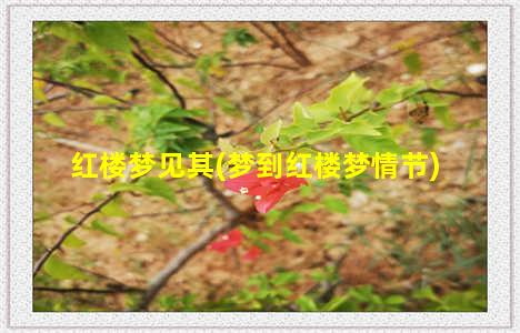 红楼梦见其(梦到红楼梦情节)